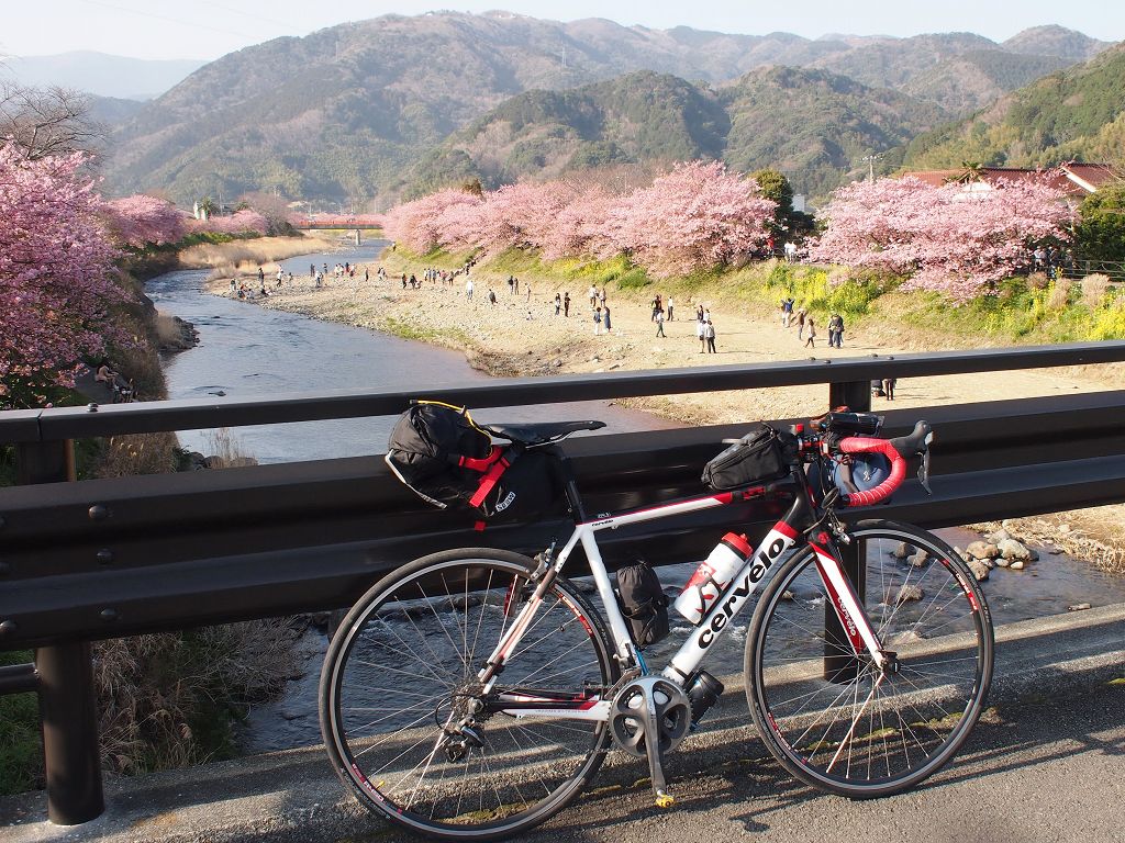 河津桜を見に伊豆を南下する