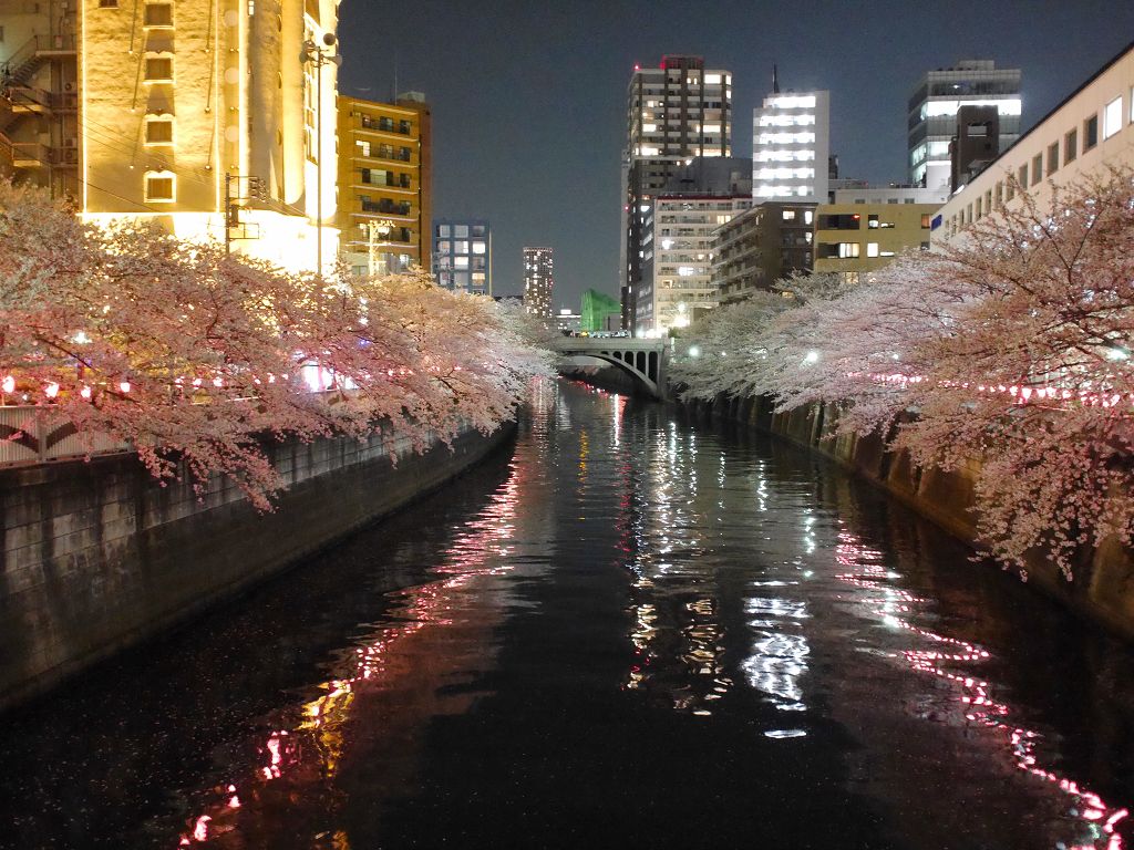 夜桜ポタリングに行ってきた