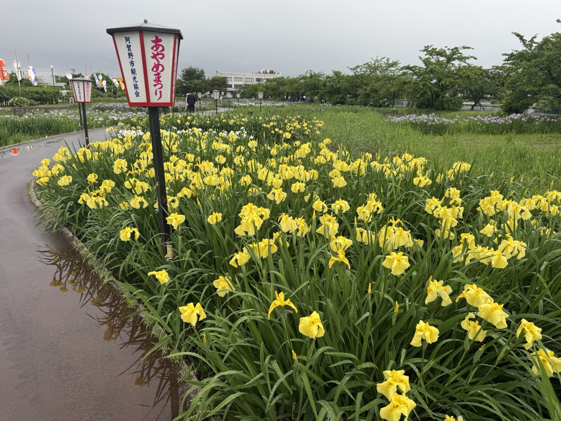 最近の週末は雨ばかり